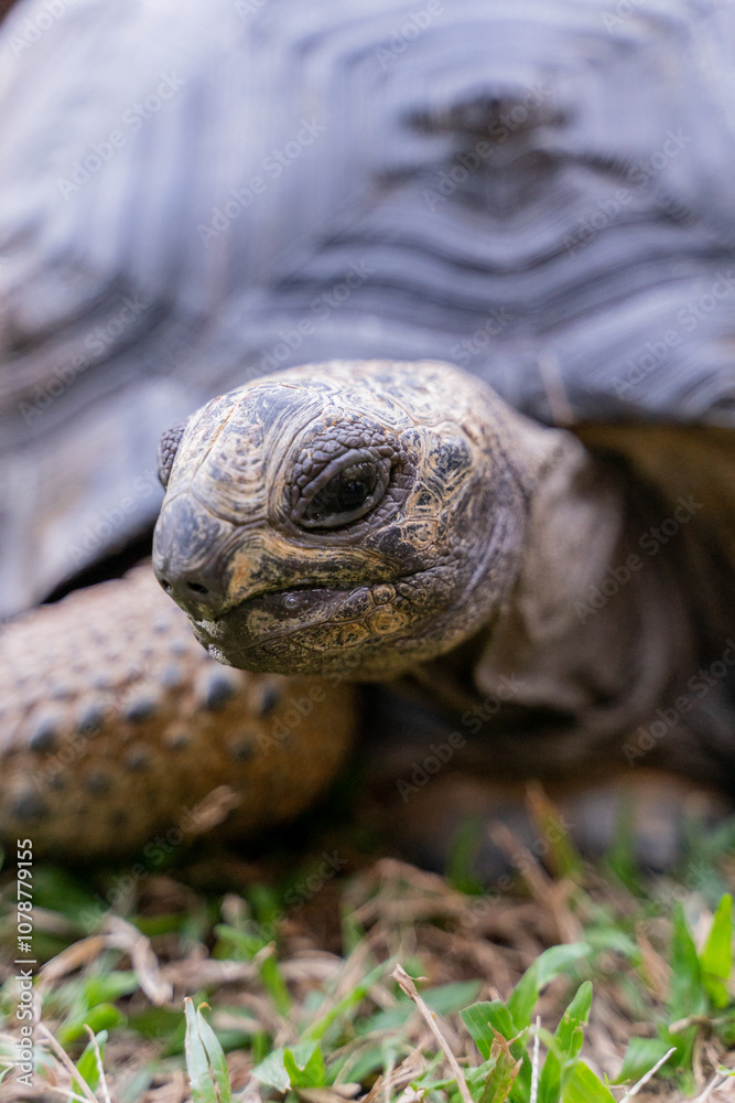 This photo captures an Aldabra giant tortoise leisurely walking across a grassy field. With its ancient, textured shell and powerful claws. This photo captures an Aldabra giant tortoise leisurely walking across a grassy field. With its ancient, textured shell and powerful claws.