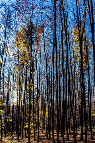 Landscapes - Forest - Europe, Romania, Suceava region