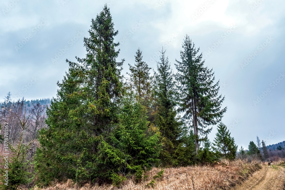 Fototapeta premium Landscapes - Forest - Europe, Romania, Suceava region