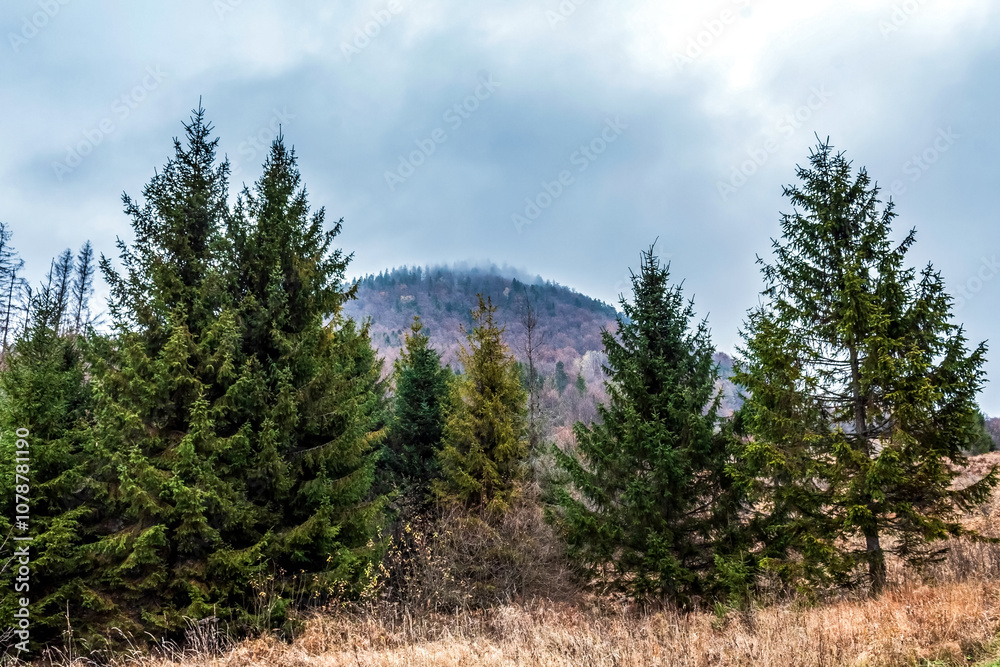 Landscapes - Forest - Europe, Romania, Suceava region Landscapes - Forest - Europe, Romania, Suceava region