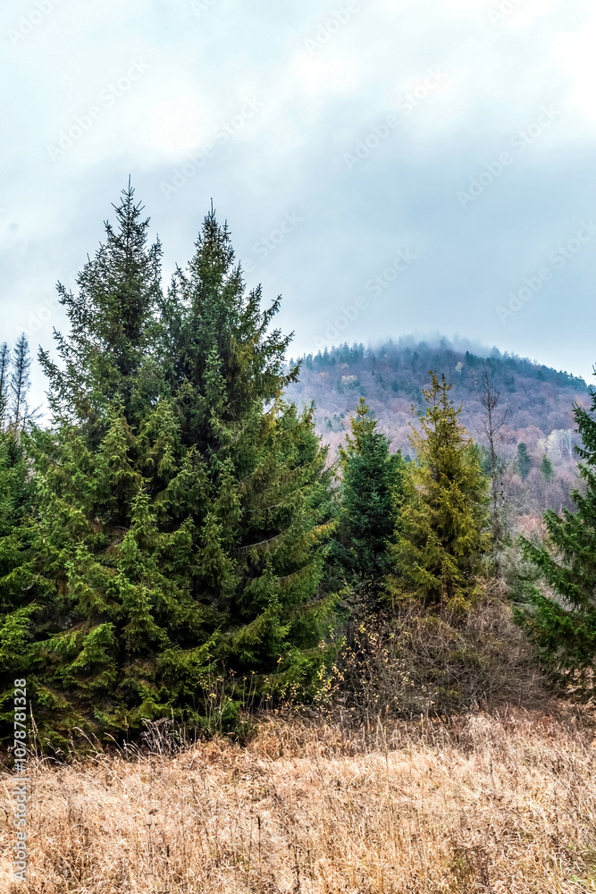 Landscapes - Forest - Europe, Romania, Suceava region Landscapes - Forest - Europe, Romania, Suceava region