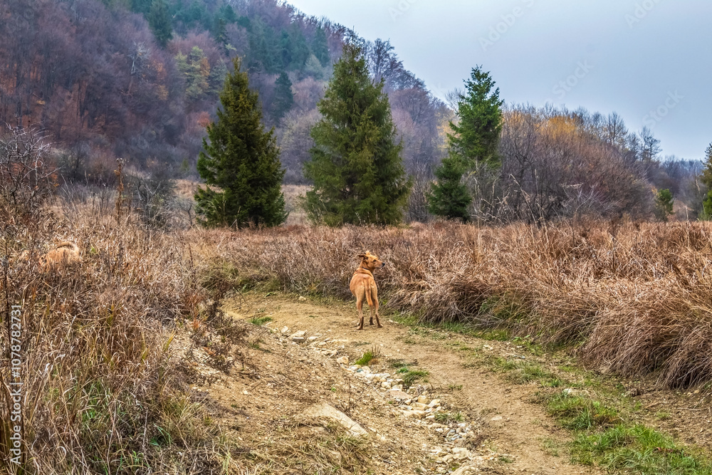 Naklejka premium Landscapes - Forest - Europe, Romania, Suceava region
