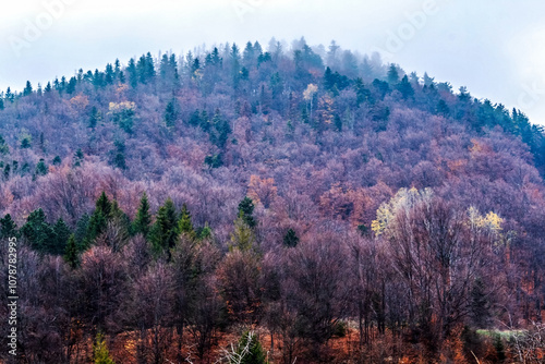 Landscapes - Forest - Europe, Romania, Suceava region