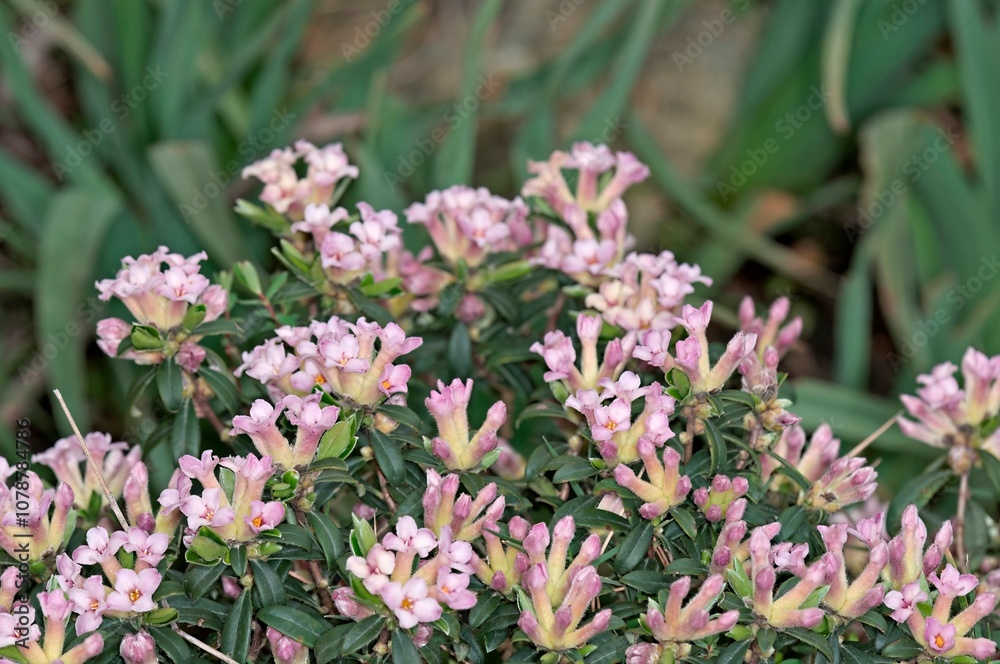 Obraz premium Daphne sericea, a very fragrant and variable Daphne species from the Mediterranean region, Crete