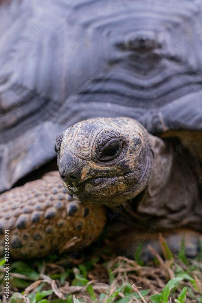 This photo captures an Aldabra giant tortoise leisurely walking across a grassy field. With its ancient, textured shell and powerful claws. This photo captures an Aldabra giant tortoise leisurely walking across a grassy field. With its ancient, textured shell and powerful claws.