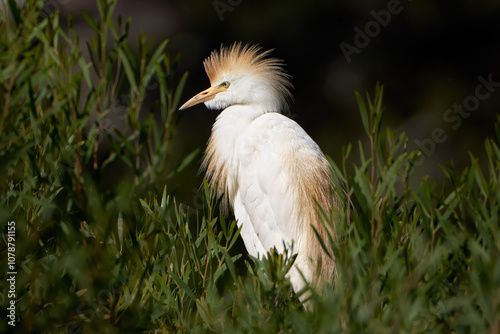 Kuhreiher (Bubulcus ibis) mit aufgestelltem Prachtkleid in einem grünen Busch - Arrecife, Lanzarote photo