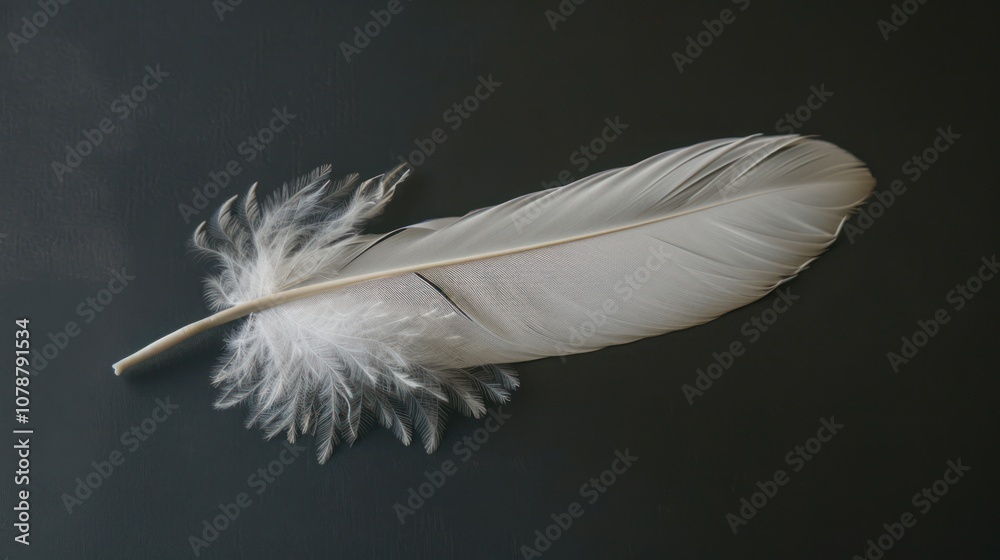Obraz premium White Feather on a Gray Background