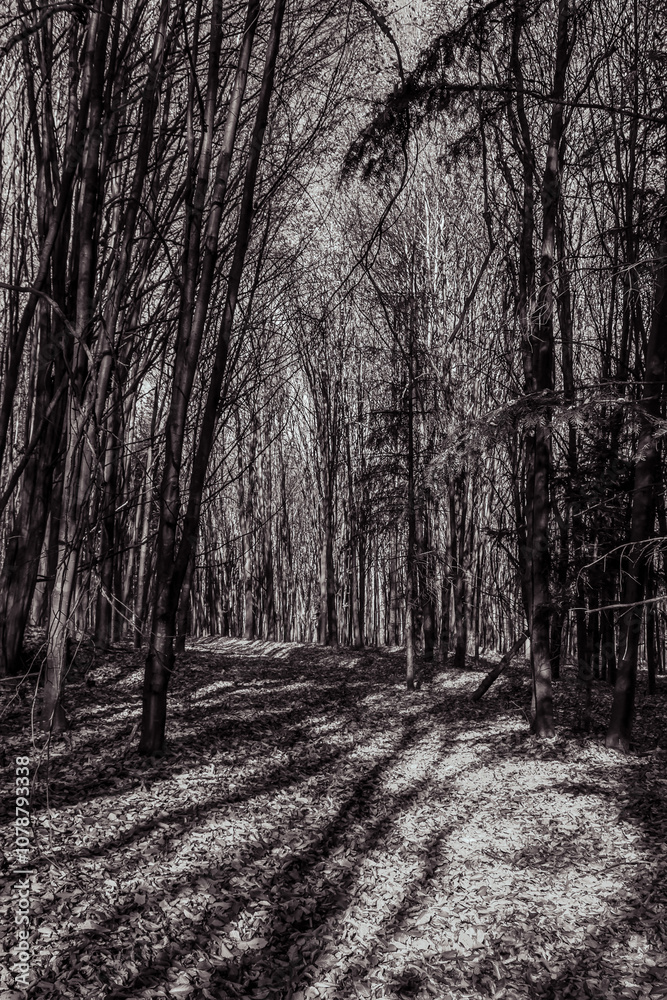 Fototapeta premium Landscapes - Forest - Europe, Romania, Suceava region