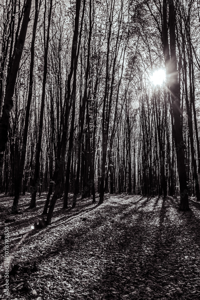 Fototapeta premium Landscapes - Forest - Europe, Romania, Suceava region