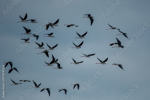 Obraz na płótnie Black-necked stilt (Himantopus mexicanus) flying on blue sky background. w salonie