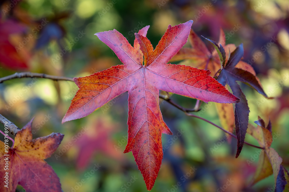 Red and golden autumn leaves of a Liquidamber tree in the Dordogne region of France