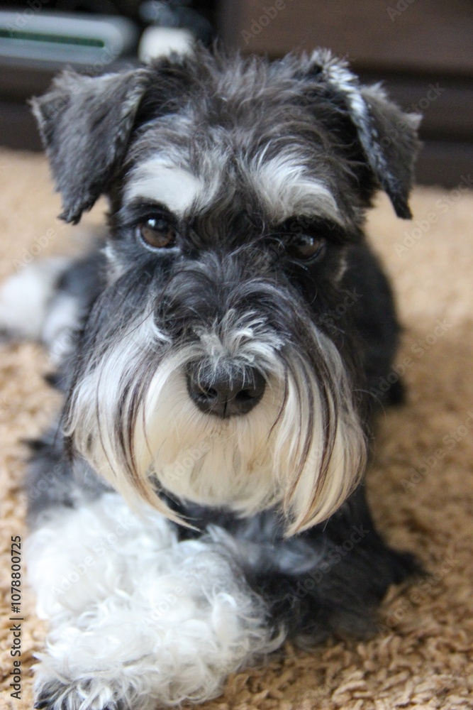 Miniature Schnauzer resting on the carpet, black and silver, cute little dog Miniature Schnauzer resting on the carpet, black and silver, cute little dog