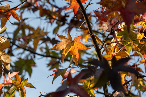 Sunlight on the red and golden autumn leaves of a Liquidamber tree in the Dordogne region of France photo