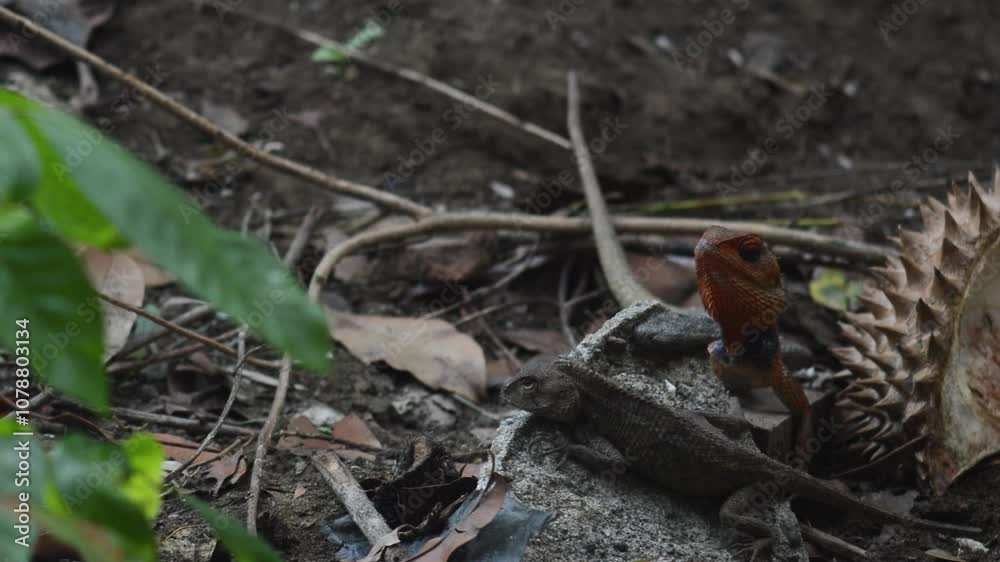 shot on wild male calotes with a reddish orange head during the mating season shot on wild male calotes with a reddish orange head during the mating season