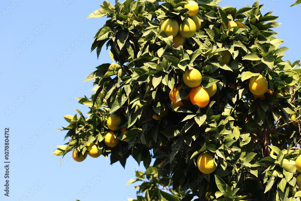 ripening oranges on orange tree ripening oranges on orange tree