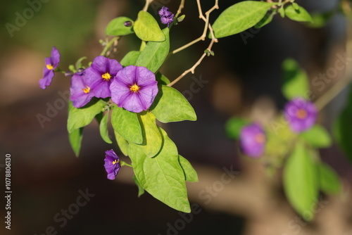 Lycianthes rantonnetii, the blue potato bush or Paraguay nightshade is a species of flowering plant in the nightshade family Solanaceae. photo