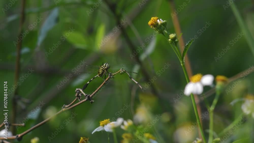 a dragonfly perched on a branch a dragonfly perched on a branch