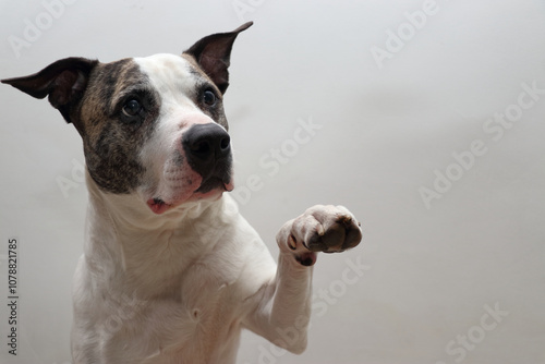 A dog raises its paw toward the camera, showing a curious and playful expression against a white background that highlights its features. The image captures an intimate, friendly moment, likely indoor