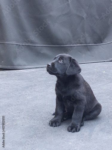 black labrador retriever puppy