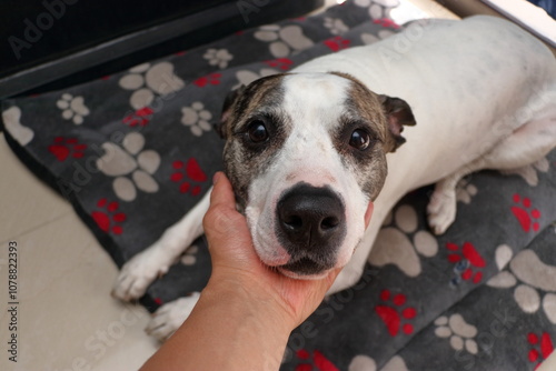 Tableau sur toile A calm piybull dog rests on a paw-patterned blanket indoors while a hand gently holds its face showing care and affection, capturing a moment of connection and trust in a peaceful environment