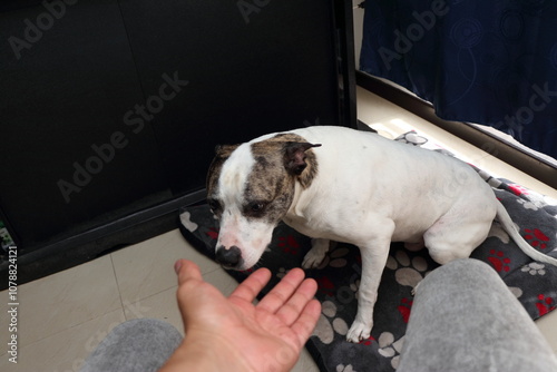 Fotografija Pitbull dog is next to his owner who calls him to pet him, this dog looks sad an