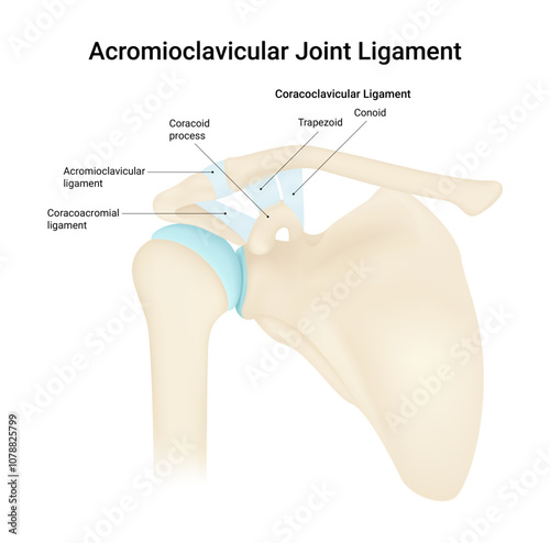 Overview of Acromioclavicular Joint Ligament