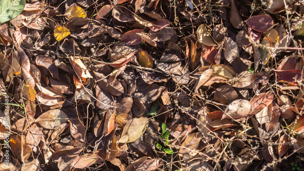 Fallen dry leaves on the ground under sunlight Fallen dry leaves on the ground under sunlight