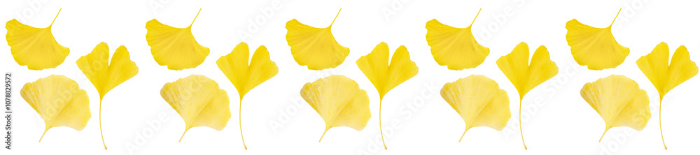 Naklejka premium Panorama Ginkgo biloba yellow leaves pattern on white background.