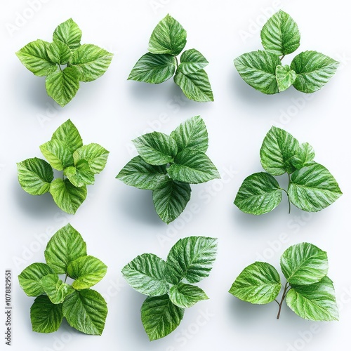 Patchouli Leafs On White Background, Generative AI 