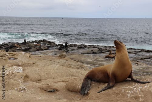 Sea Lion in San Diego photo