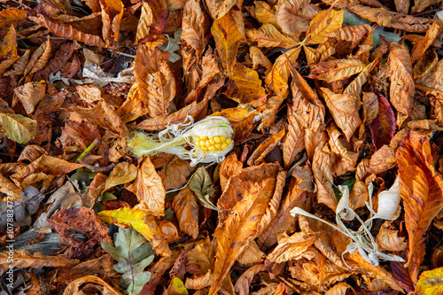 Cob & leaves to go