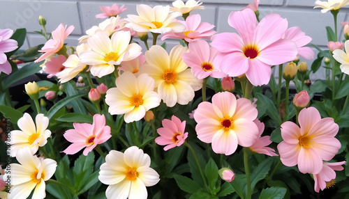 Beautiful Pastel Shade Flowers garden plant flowers blossom summer beauty bloom petal white floral meadow macro beautiful,