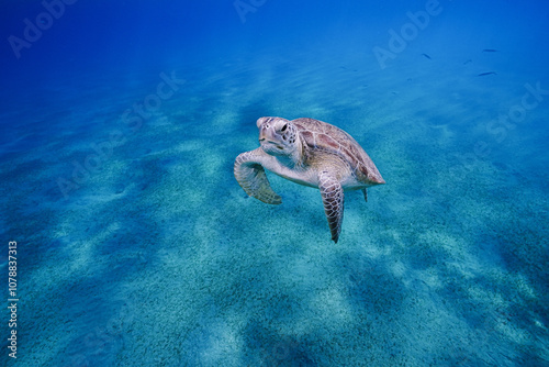 Green sea turtle ascending, Red Sea
