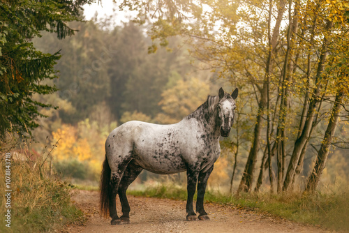 Photography A young noriker coldblood horse mare with leopard coat color in front of an autu