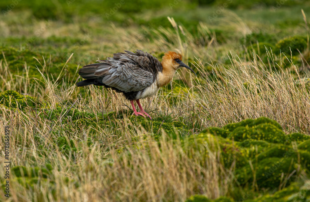 Living in its natural habitat in rural Ecuador, Theristicus melanopis