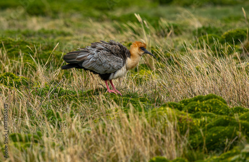 Obraz na płótnie Living in its natural habitat in rural Ecuador, Theristicus melanopis w salonie