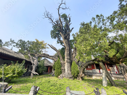 Denfeng, China - October 28, 2024 Old tree in Songyang Academy, Traditional Chinese Garden photo