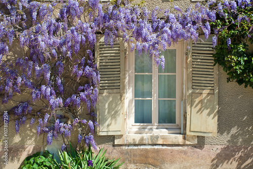 Glyzinie an Häuserfront mit Fenster in Tanlay, Bourgogne, France photo