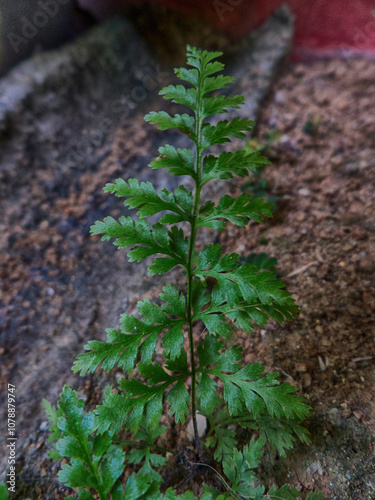 Asplenium adiantum, known as Black Spleenwort, is a compact fern with dark green, finely divided fronds. It thrives in shaded, moist environments and adds elegant texture to gardens and indoor spaces photo