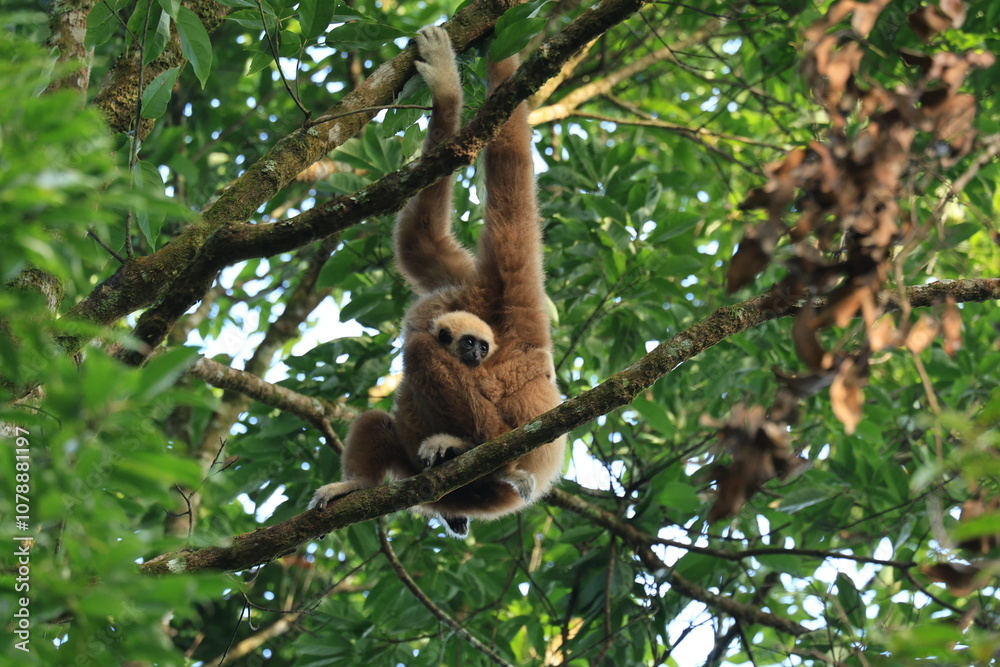 Obraz premium The lar gibbon is living in Kaeng Krachan National Park, Phetchaburi Province, Thailand 