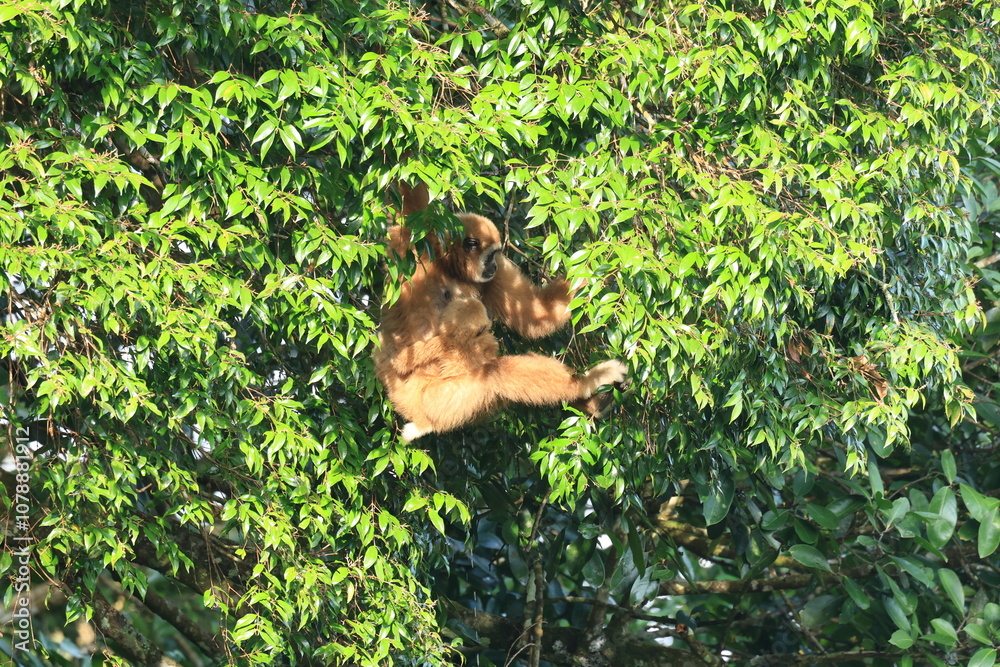 Obraz premium The lar gibbon is living in Kaeng Krachan National Park, Phetchaburi Province, Thailand 