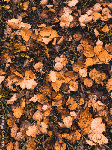 autumn leaves background