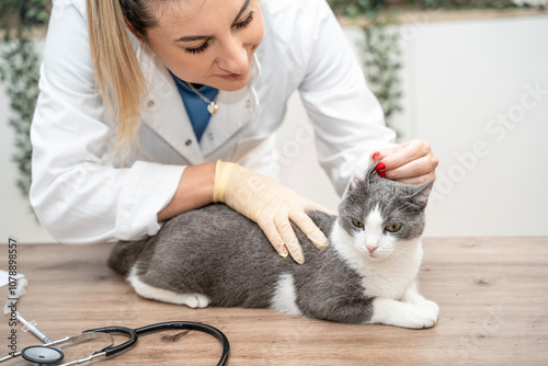 Cropped picture of young veterinarian woman checking cats ears. Examining cute domestic cat at vet clinic. Animal helping and exam. Health control concept. Adopted cat first visiting doctor. photo