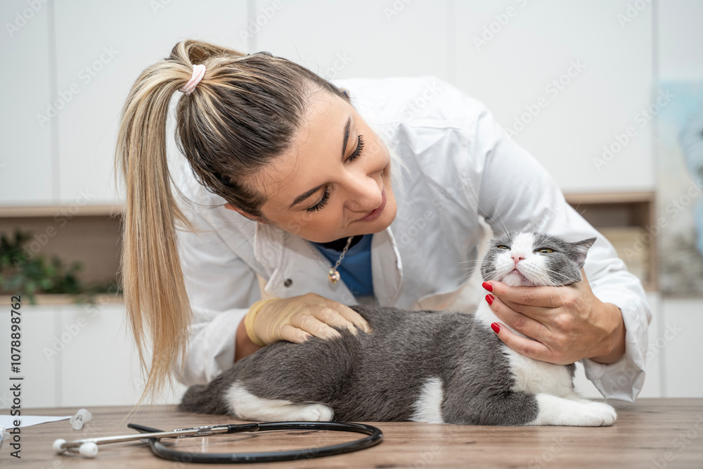 A beautiful cat receives attentive care and medical examination from a dedicated veterinarian at the local animal clinic, ensuring its health and well-being. A beautiful cat receives attentive care and medical examination from a dedicated veterinarian at the local animal clinic, ensuring its health and well-being.