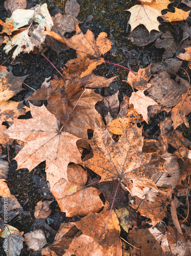 autumn leaves on the ground