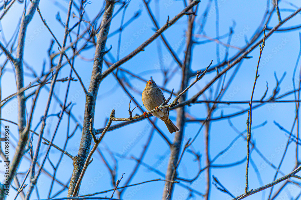 Pajaro en el árbol Pajaro en el árbol