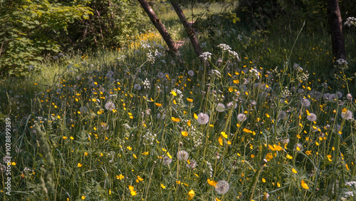 An idyllic view of the shady forest meadow filled with wildflowers - yellow buttercups and fluffy dandelion clocks, bathed in warm sunlight alternating with shadows.