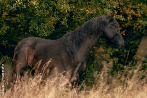 A kabardinian horse in front of an autumnal forest landscape photo