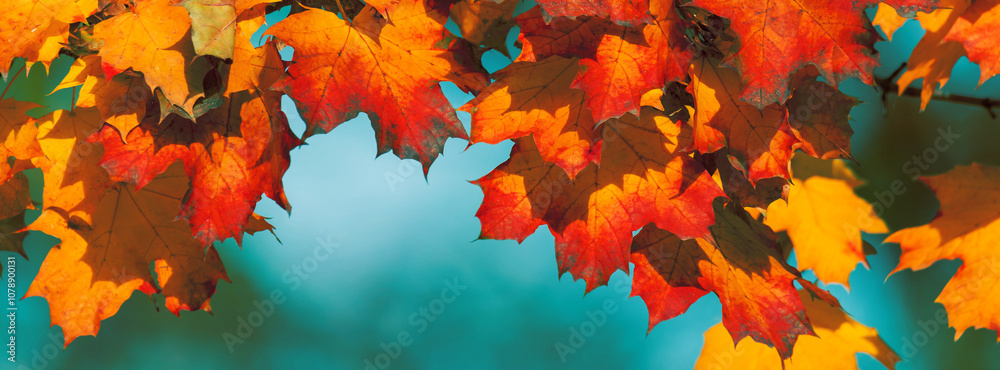 Yellow autumn leaves and black trunks against a blue sky.