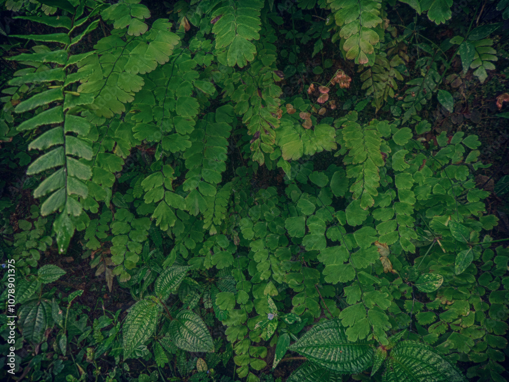 custom made wallpaper toronto digitalfern leaf nature, jungle paradise concept. Green and sustainable environment.